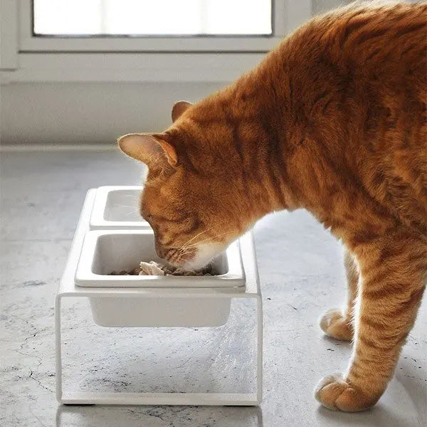 Cat plate double bowl cat pet supplies